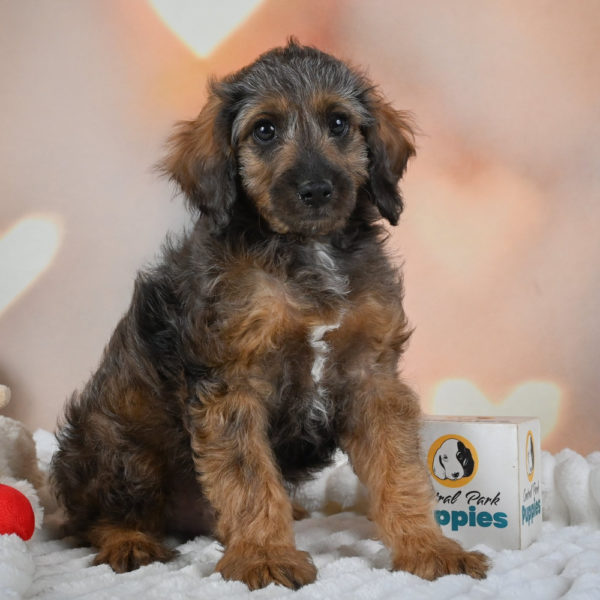 F1 Cockapoo Puppy for Sale