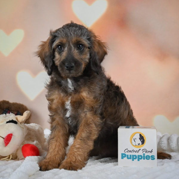 F1 Cockapoo Puppy for Sale