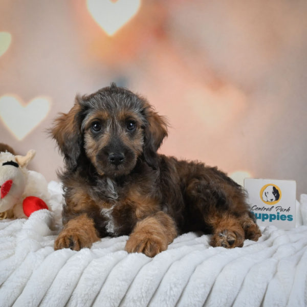 F1 Cockapoo Puppy for Sale