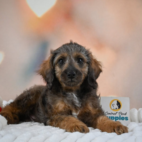 F1 Cockapoo Puppy for Sale