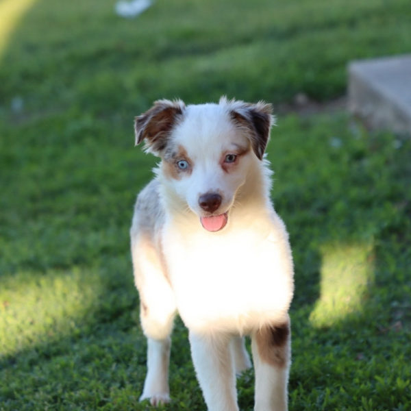 Miniature Australian Shepherd Puppy for Sale