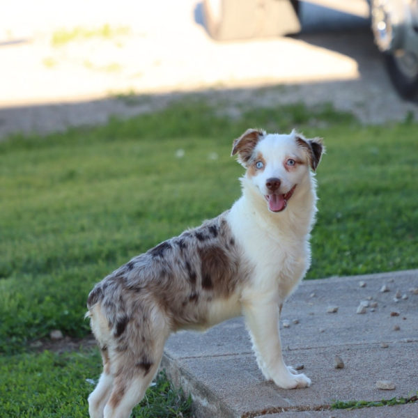 Miniature Australian Shepherd Puppy for Sale