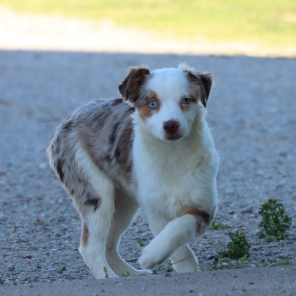 Miniature Australian Shepherd Puppy for Sale