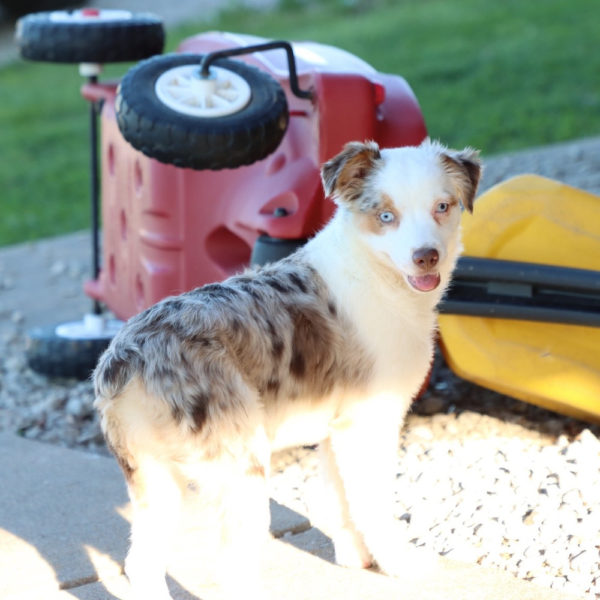 Miniature Australian Shepherd Puppy for Sale