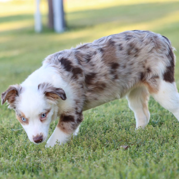 Miniature Australian Shepherd Puppy for Sale