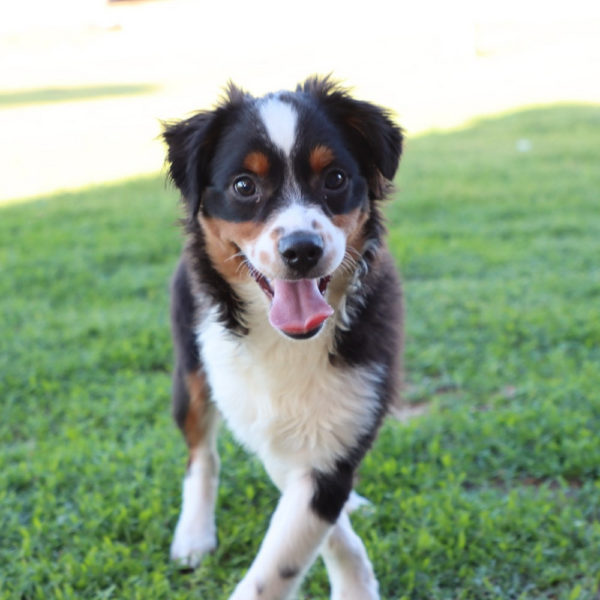 Toy Australian Shepherd Puppy for Sale