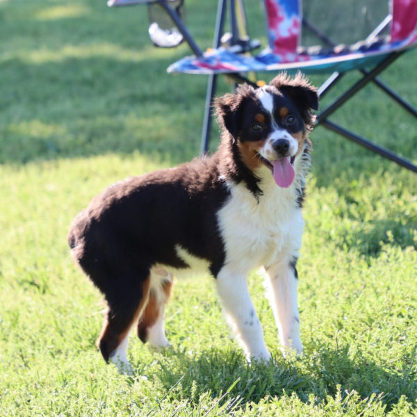 Toy Australian Shepherd Puppy for Sale