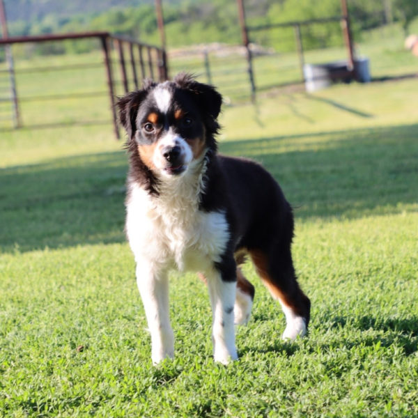 Toy Australian Shepherd Puppy for Sale