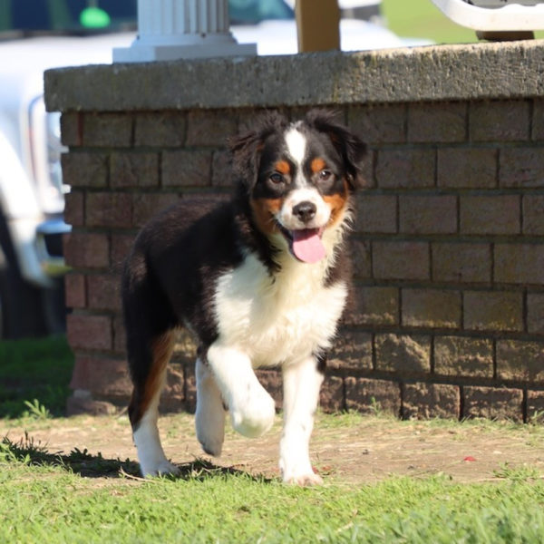 Toy Australian Shepherd Puppy for Sale
