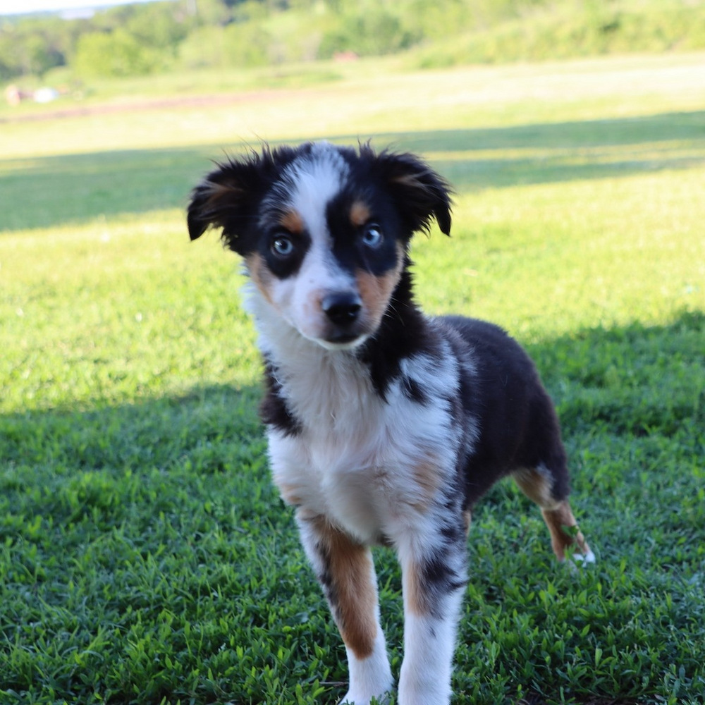 Toy Australian Shepherd Puppy for Sale in NYC