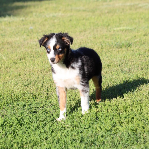 Toy Australian Shepherd Puppy for Sale