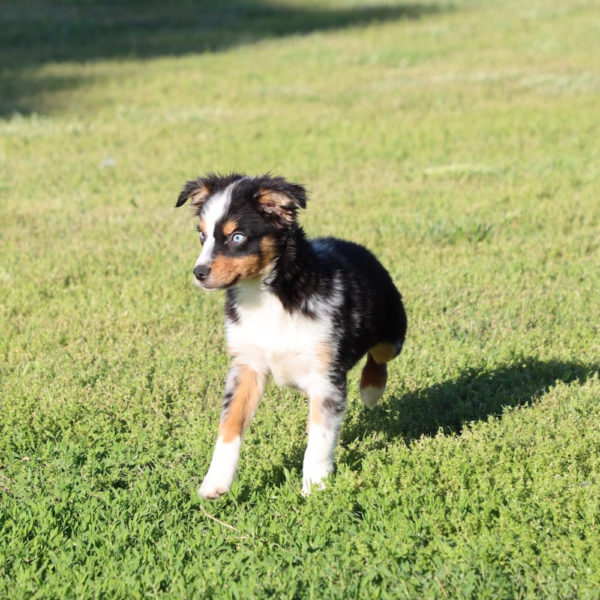 Toy Australian Shepherd Puppy for Sale