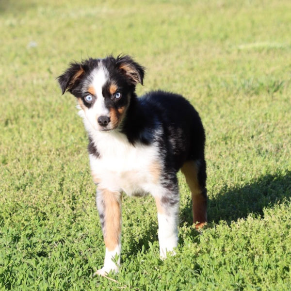 Toy Australian Shepherd Puppy for Sale