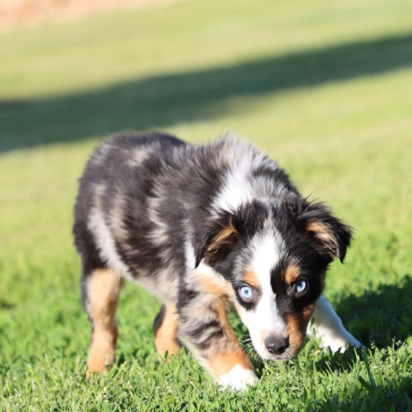 Toy Australian Shepherd Puppy for Sale