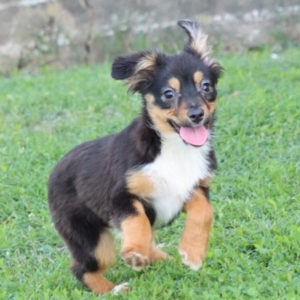 Toy Australian Shepherd Puppy for Sale
