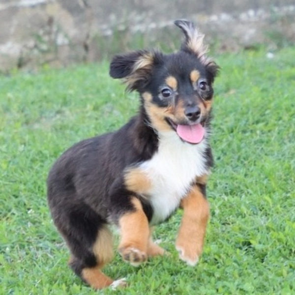 Toy Australian Shepherd Puppy for Sale