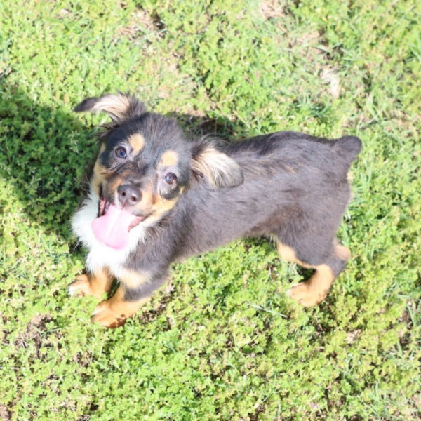 Toy Australian Shepherd Puppy for Sale