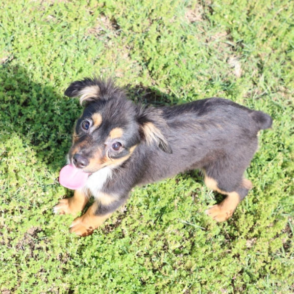 Toy Australian Shepherd Puppy for Sale