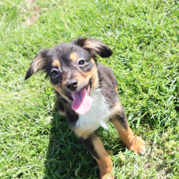 Toy Australian Shepherd Puppy for Sale
