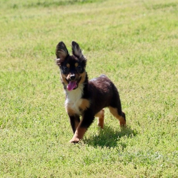 Toy Australian Shepherd Puppy for Sale