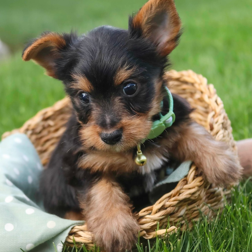 Yorkshire Terrier Puppy for Sale in NYC