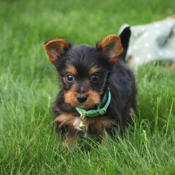 Yorkshire Terrier Puppy for Sale