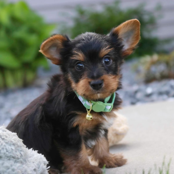 Yorkshire Terrier Puppy for Sale