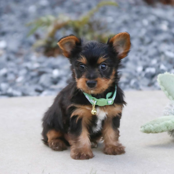 Yorkshire Terrier Puppy for Sale