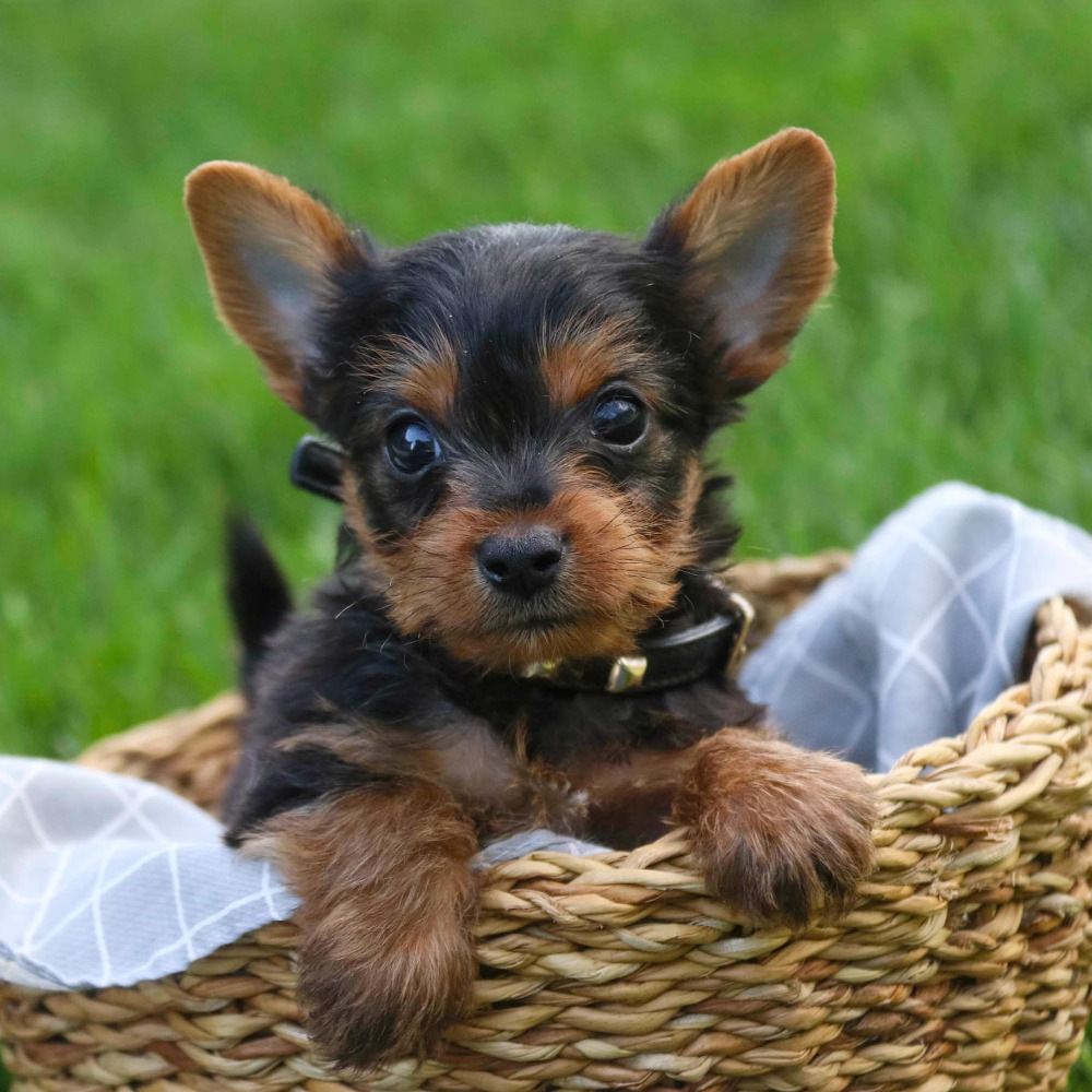 Yorkshire Terrier Puppy for Sale in NYC