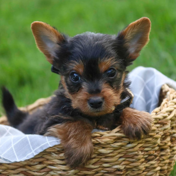 Yorkshire Terrier Puppy for Sale