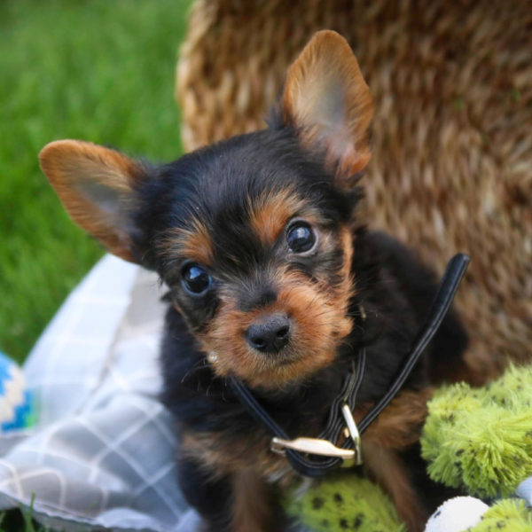 Yorkshire Terrier Puppy for Sale
