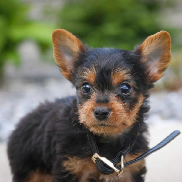 Yorkshire Terrier Puppy for Sale