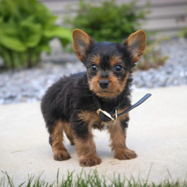 Yorkshire Terrier Puppy for Sale