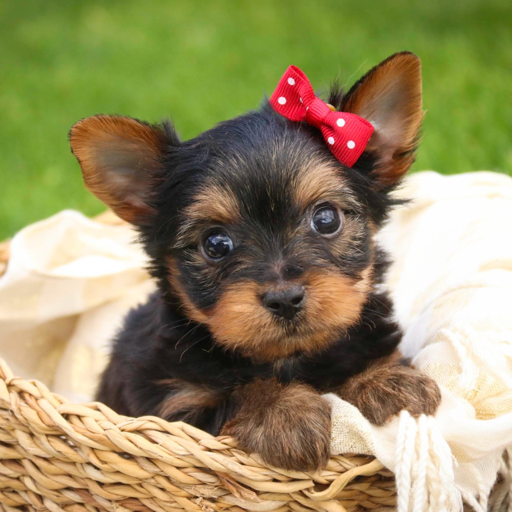 Yorkshire Terrier Puppy for Sale in NYC