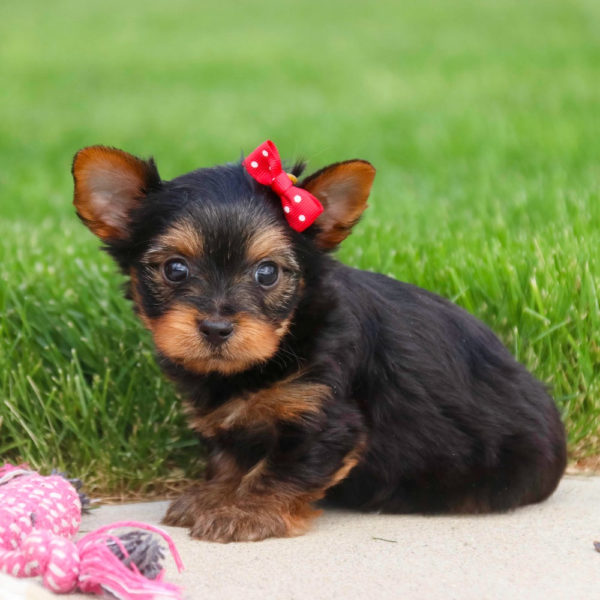 Yorkshire Terrier Puppy for Sale