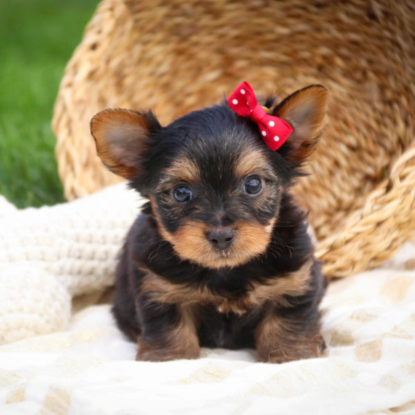 Yorkshire Terrier Puppy for Sale