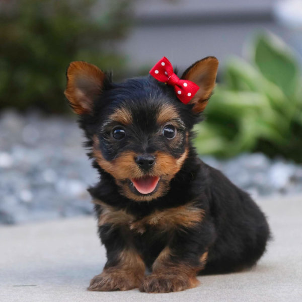 Yorkshire Terrier Puppy for Sale