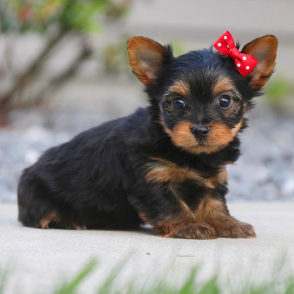 Yorkshire Terrier Puppy for Sale