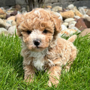 F1 Maltipoo Puppy for Sale