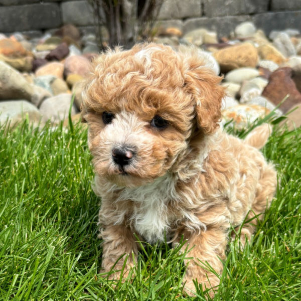 F1 Maltipoo Puppy for Sale