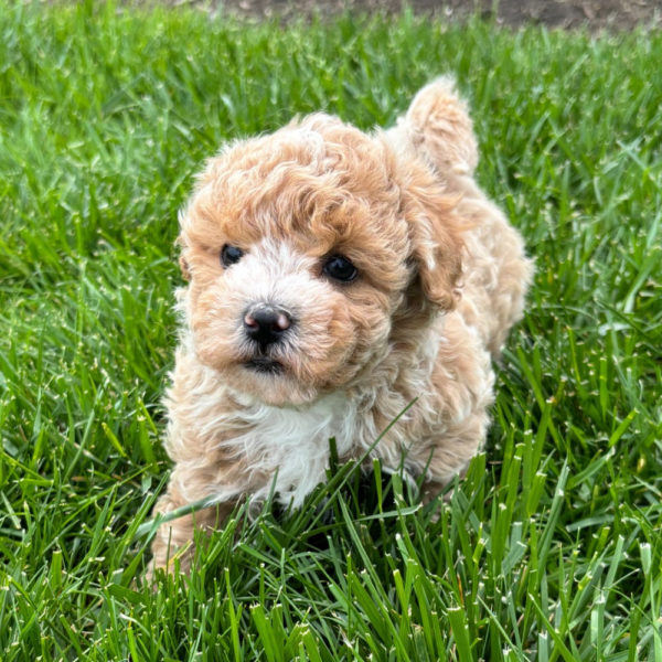 F1 Maltipoo Puppy for Sale