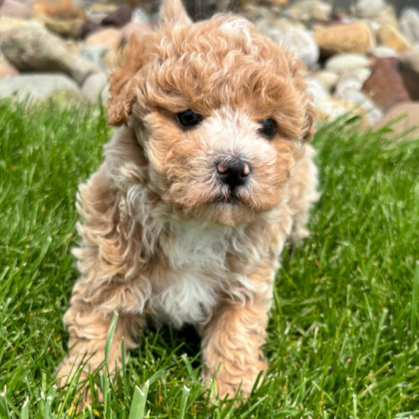 F1 Maltipoo Puppy for Sale
