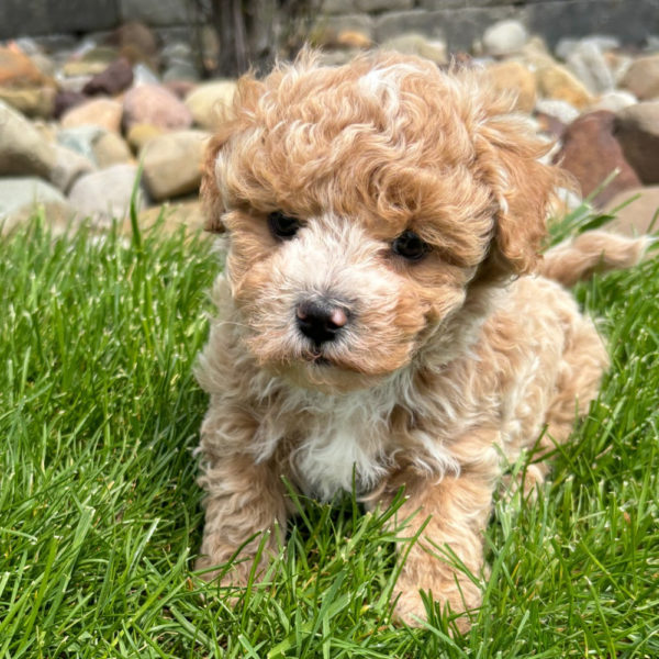 F1 Maltipoo Puppy for Sale