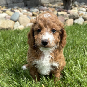 F1b Maltipoo Puppy for Sale