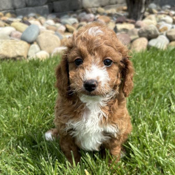 F1b Maltipoo Puppy for Sale