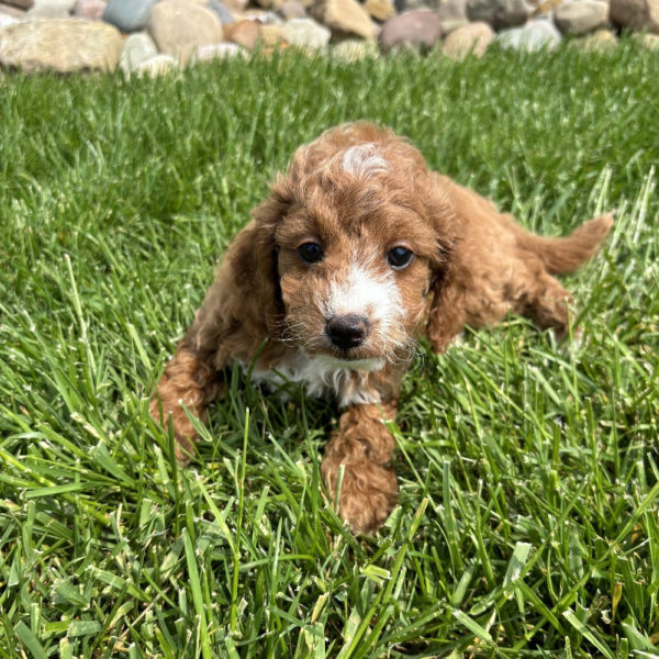 F1b Maltipoo Puppy for Sale
