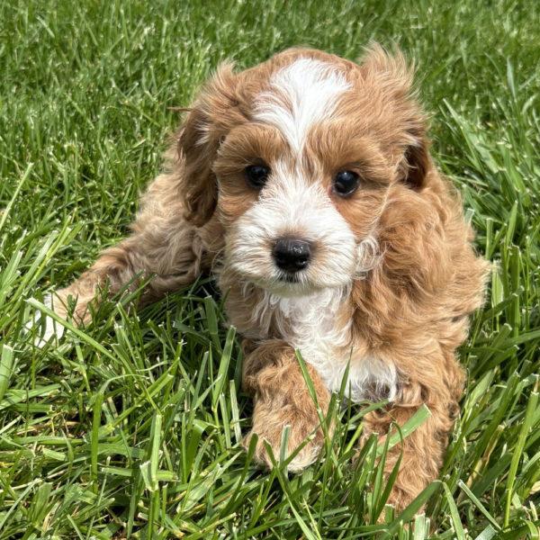 F1b Maltipoo Puppy for Sale