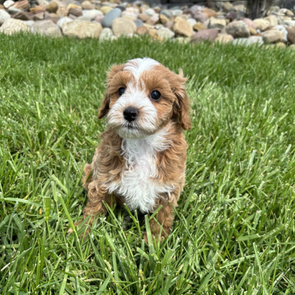 F1b Maltipoo Puppy for Sale