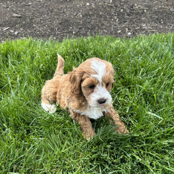 F1b Maltipoo Puppy for Sale