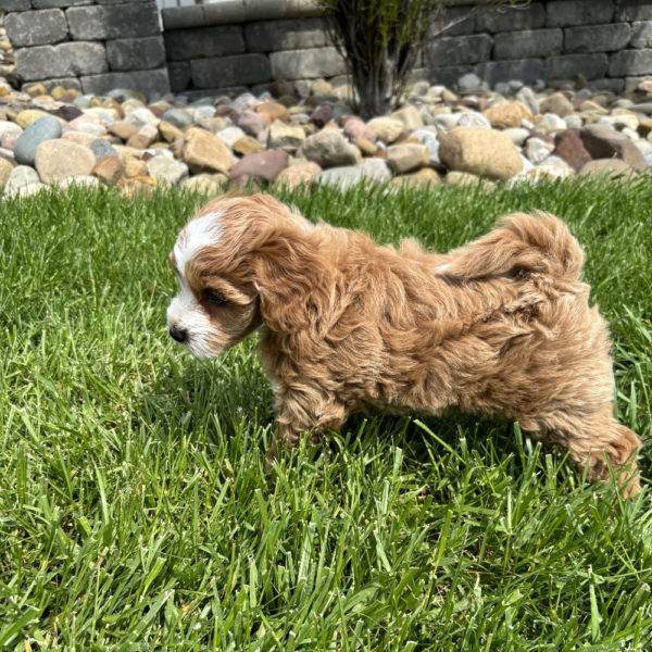 F1b Maltipoo Puppy for Sale